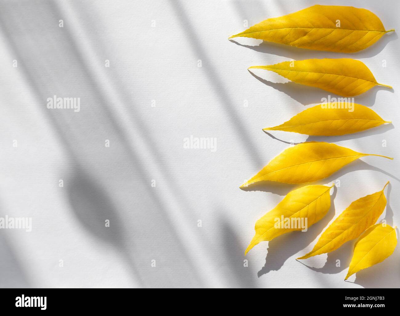 Gelb gestürzte Blätter auf leeres Blatt Papier. Diagonale Schatten, die durch die Seite verlaufen. Herbst-Flatlay. Stockfoto