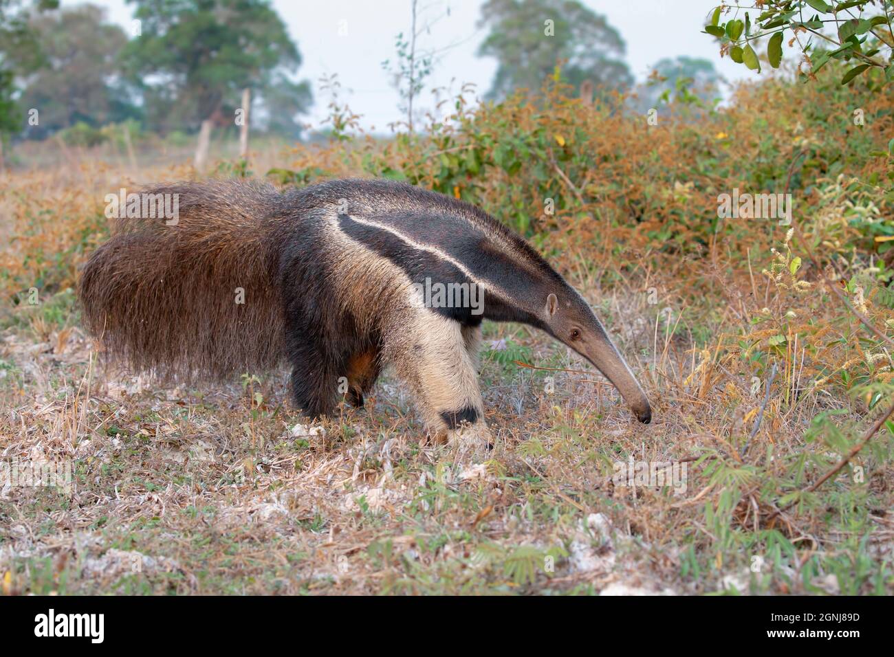 Giant Anteater, Pouso Alegere, MT, Brasilien, September 2017 Stockfoto