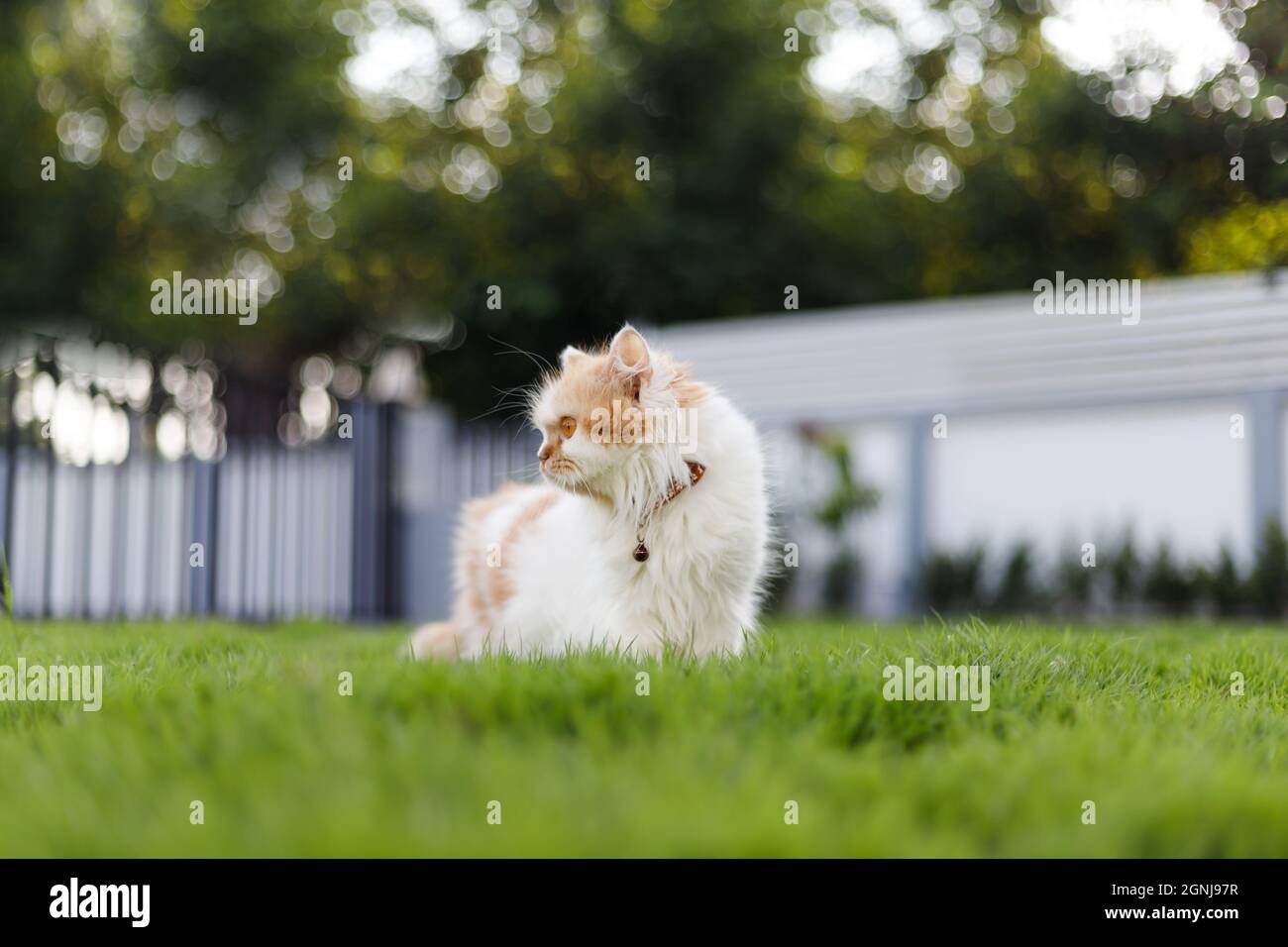 Die niedliche persische Katze sitzt auf dem grünen Gras Feld, und suchen etwas, selektive Fokus flache Tiefe des Feldes Stockfoto