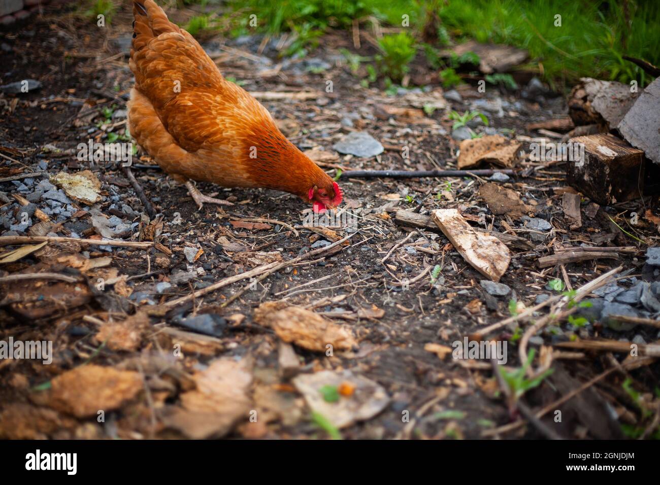Hühnerfütterung auf dem Boden | Foto schließen von einem braunen Huhn auf einem Bauernhof, das etwas auf dem Boden mit Gras im Hintergrund sieht Stockfoto