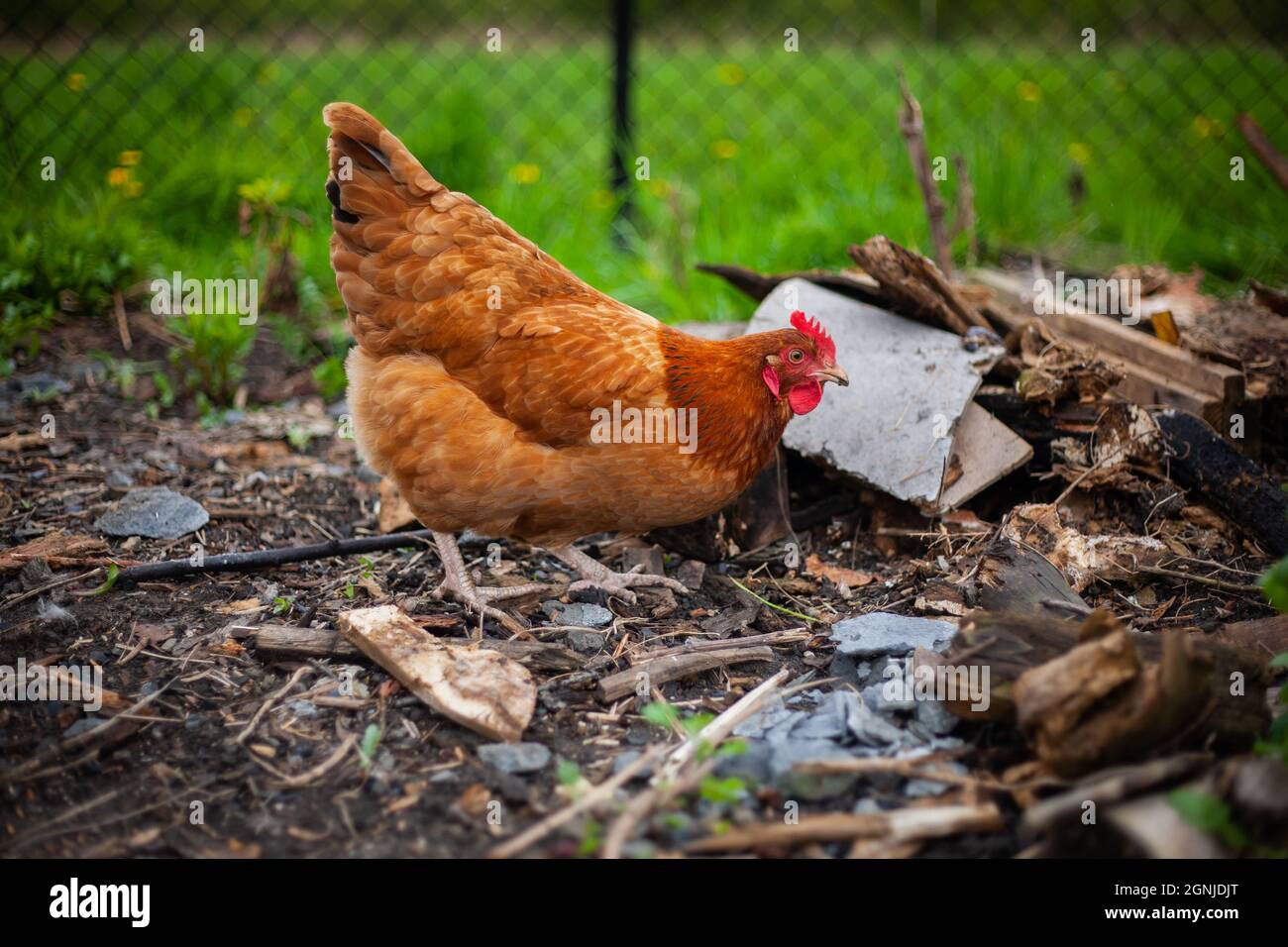 Close photo of a Brown Chicken Holding something in its Schnabel, Fütterung und Spaziergang zwischen Brettern in einem Land Bauernhof mit Gras im Hintergrund Stockfoto