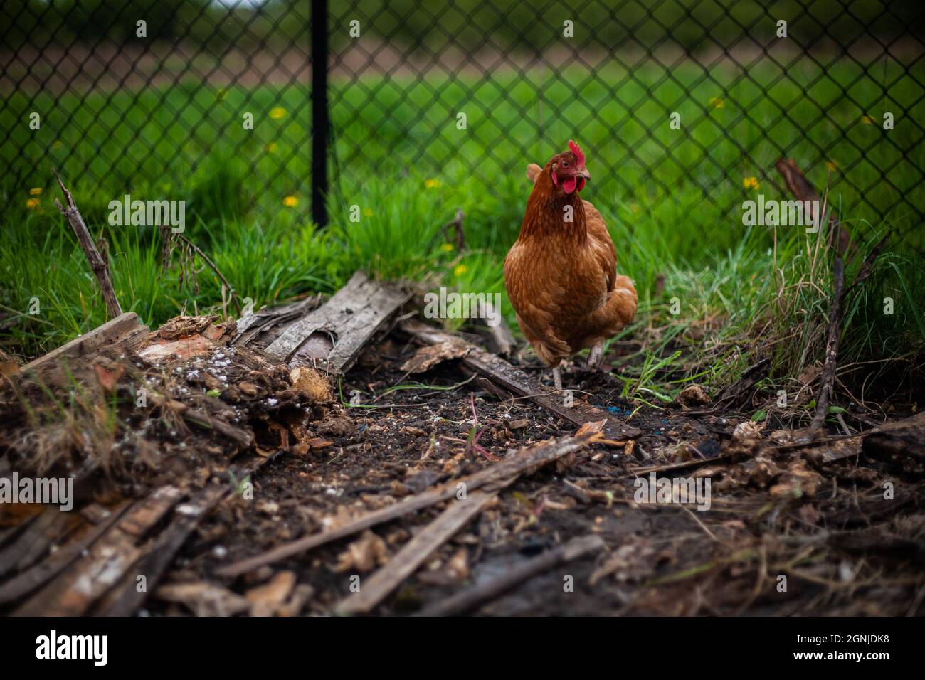 Braunes Huhn auf einem Bauernhof mit Gras und Zaun im Hintergrund | Foto schließen von einem braunen Huhn, das zwischen Holzstücken und einigen Brettern läuft Stockfoto