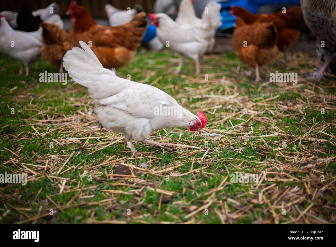 Hühnerfütterung am Boden | Foto schließen von einem weißen Huhn auf einem Bauernhof, das etwas im Gras mit anderen Hühnern im Hintergrund sieht Stockfoto