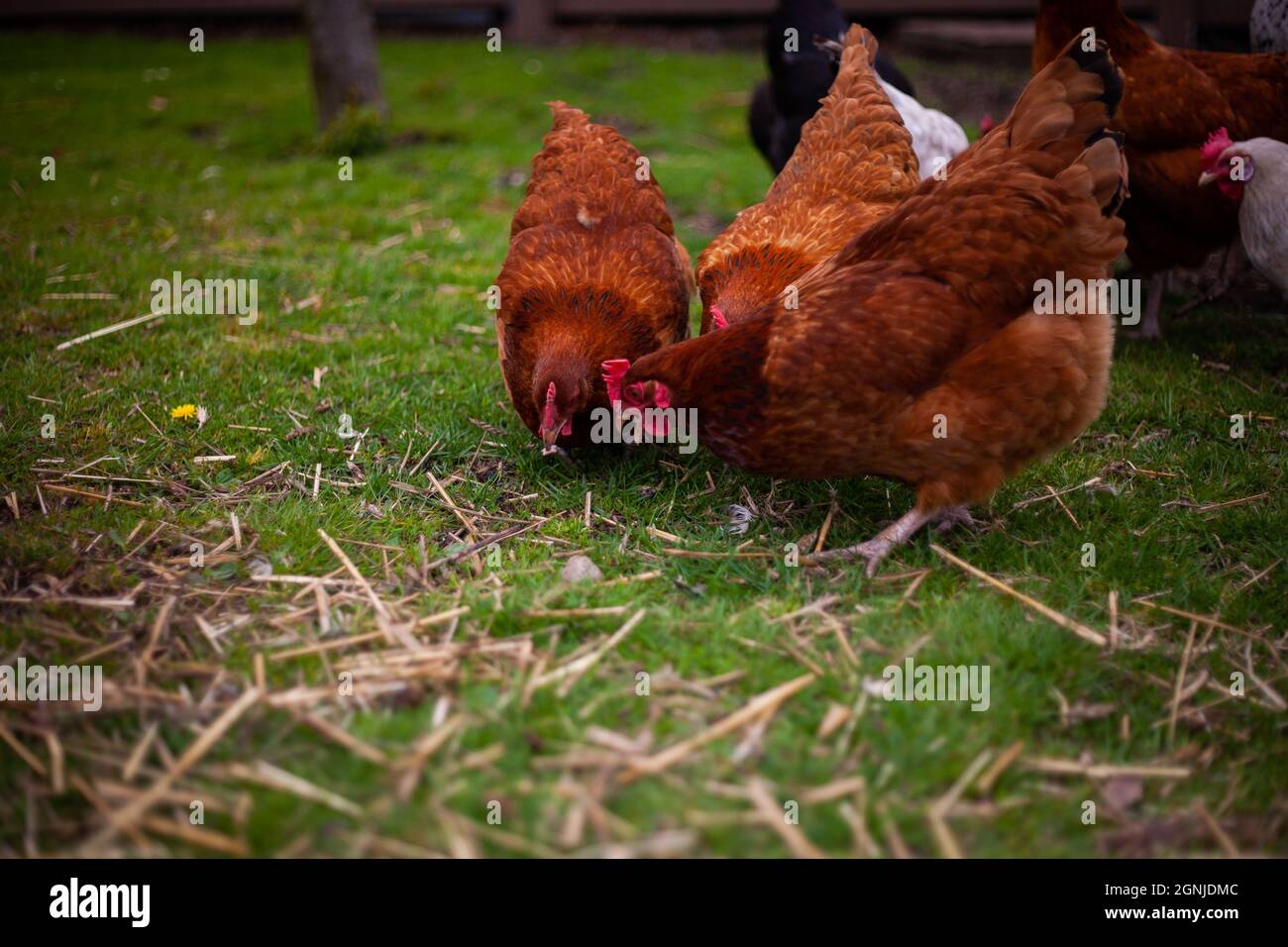 Foto schließen von drei braunen Hühnern, die sich auf einem Bauernhof auf dem Boden im Gras mit anderen Hühnern im Hintergrund füttern und nach etwas auf dem Boden suchen Stockfoto