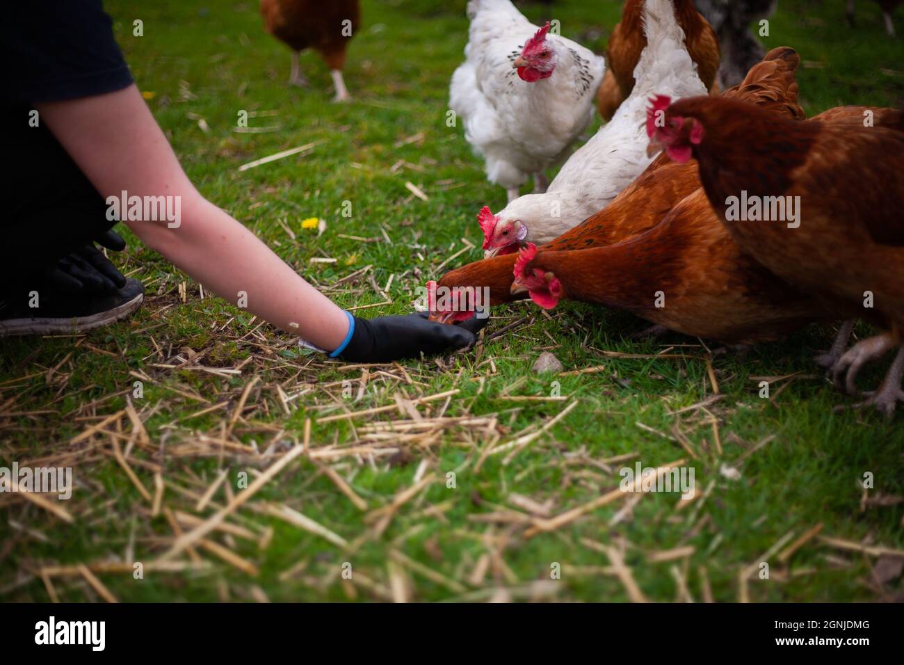 Das blinde Huhn auf einem Bauernhof von Hand füttern | Huhn, das aus menschlicher Hand isst, mit anderen Hühnern und dem Rest der Herde im Hintergrund Stockfoto