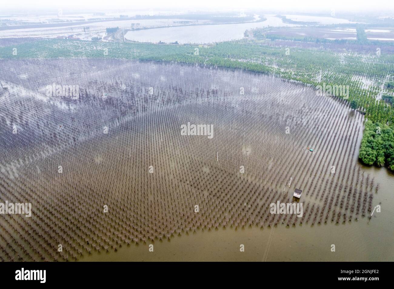 Huaxian, Huaxian, China. September 2021. 25. September 2021, Hochwasser nach heftigen Regenfällen in Huaxian, Henan.seit der Hochwassersaison in diesem Jahr hat der Landkreis Huaxian, Provinz Henan, mehrere Runden heftiger Regenfälle erlebt und der Bodenfeuchtegehalt ist stark gesättigt. Vom 24. Bis 25. September fiel der Landkreis Huaxian in heftigen Regen. Aufgrund der anhaltenden Regenfälle im oberen Bereich des Flusses Weihe und der Überschwemmungsflut aus dem Panshitou-Stausee wurde das Hochwasserlager- und Haftgebiet des Ã¢â‚¬''¹Ã¢â‚¬''¹Weihe Changhong-Kanals wieder zu Zeguo, und die Wasseransammlung nahm weiter zu Stockfoto