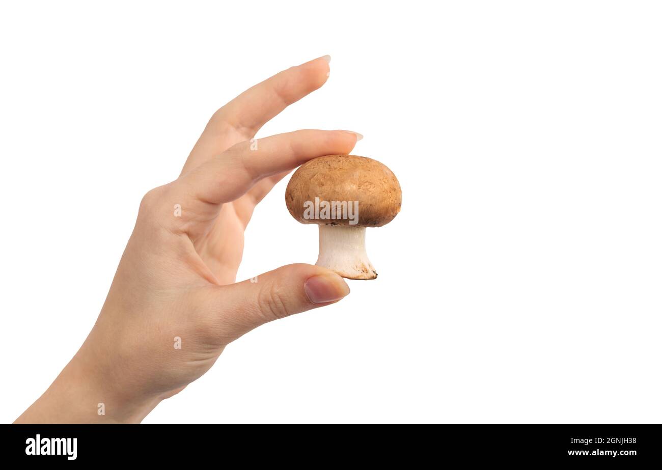 Hand mit Champignon-Pilz isoliert auf weißem Hintergrund Stockfoto