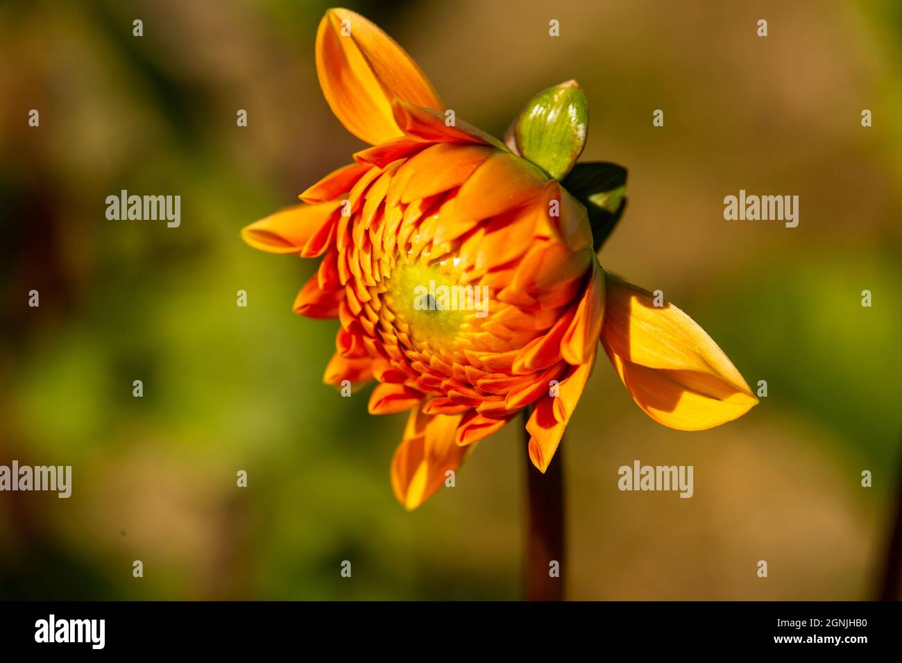 Orangefarbene Dahlie, allein, Makro Stockfoto