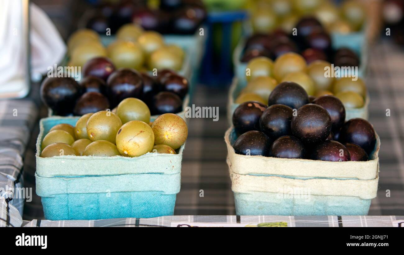 Muscadine- und Scuppernong-Trauben werden im Herbst auf einem lokalen Bauernmarkt ausgestellt. Stockfoto