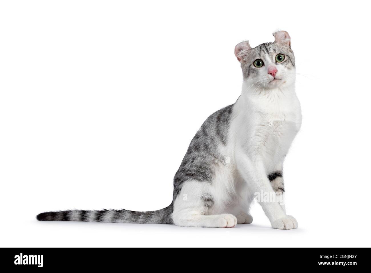 Erstaunlich silber getupft mit weißen American Curl Kurzhaar Katze, sitzend Seitenwege. Kopf in Richtung Kamera gedreht. Isoliert auf weißem Hintergrund. Stockfoto