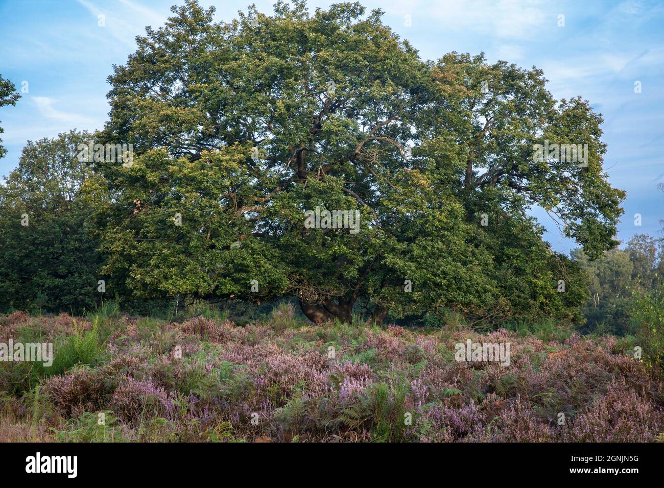 Blühende Heidekraut (Calluna vulgaris) und Eiche in der Wahner Heide auf dem Telegraphen-Hügel, Troisdorf, Nordrhein-Westfalen, Deutschland. Bluehen Stockfoto
