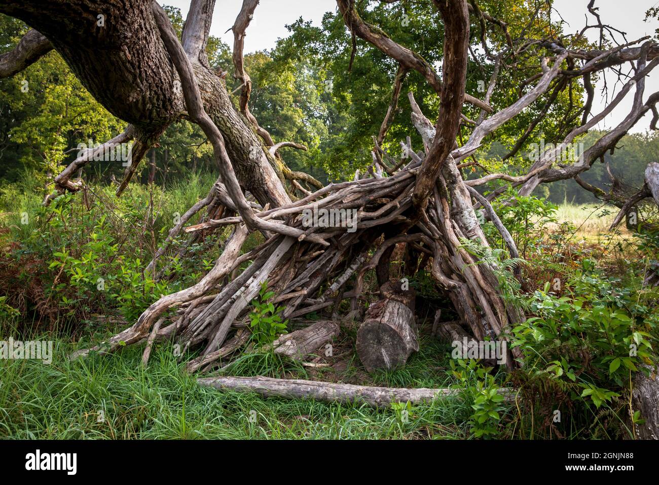 Zweighütte unter einem umgestürzten Baum in der Wahner Heide, Köln, Nordrhein-Westfalen, Deutschland. Asthuette unter einem gefallenen Baum in der Wahner H. Stockfoto