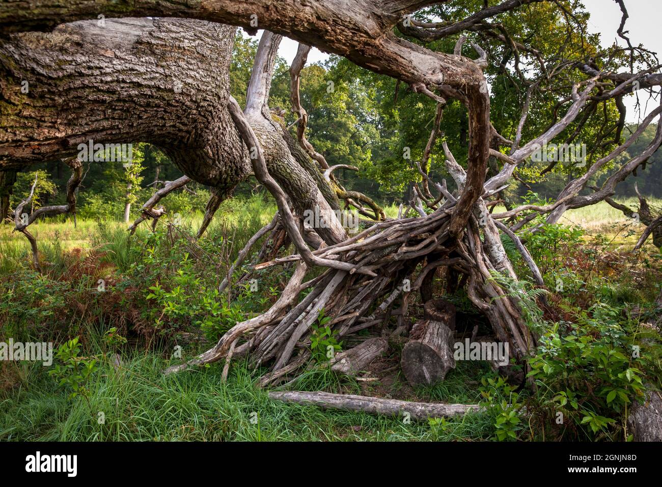 Zweighütte unter einem umgestürzten Baum in der Wahner Heide, Köln, Nordrhein-Westfalen, Deutschland. Asthuette unter einem gefallenen Baum in der Wahner H. Stockfoto