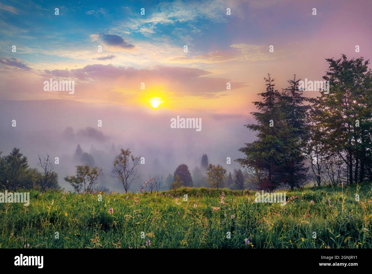 Nebliger Sonnenaufgang im Bergwald. Rosafarbener Nebel, der alles im Bergtal glüht. Beeindruckende Morgenszene der Karpaten, Ukraine. Beaut Stockfoto