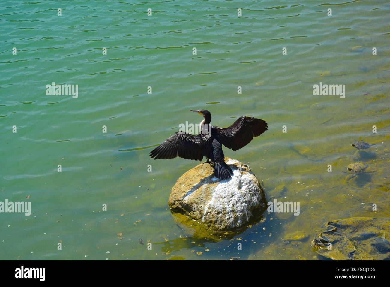 Great Cormorant - Phalacrocorax carbo, Flügel offen zum Austrocknen nach dem Angeln auf einem Stein Stockfoto