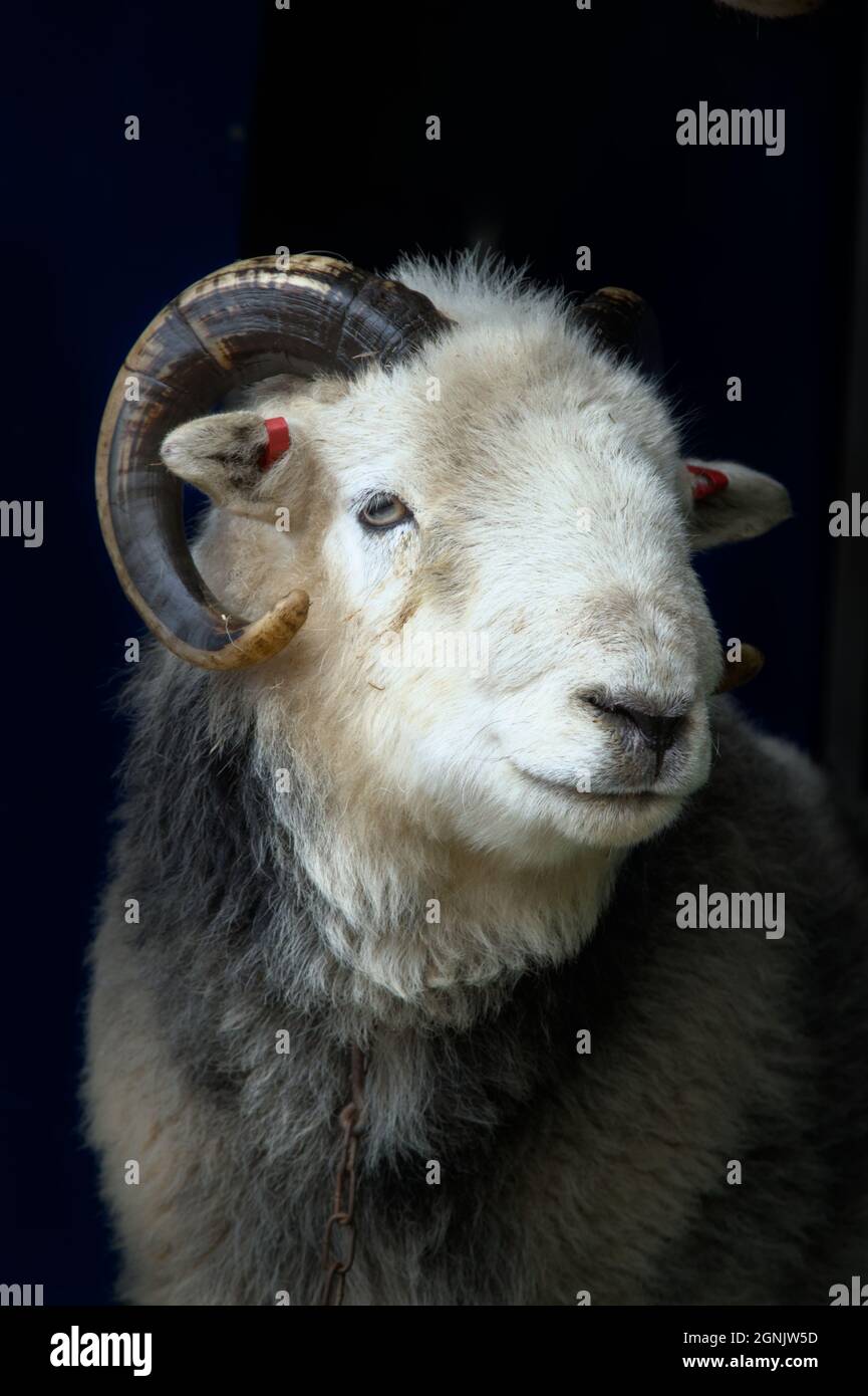 Nahaufnahme Kopfaufnahme Eines Herdwick Schafs RAM mit gewellten Hörnern, Großbritannien Stockfoto