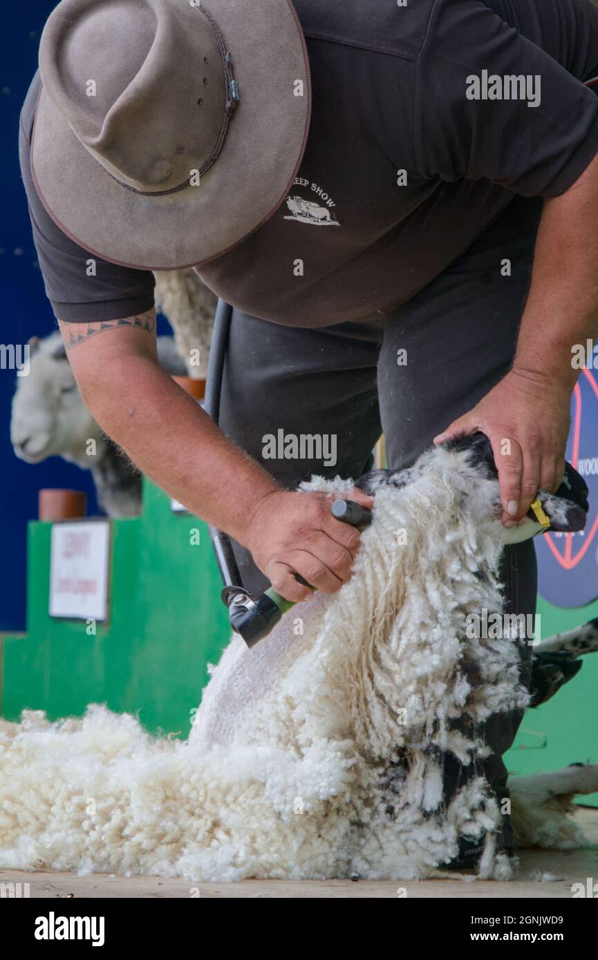 Mann in Filzhut beim Scheren eines Schafes mit Einer maschinellen Handschere, Großbritannien Stockfoto