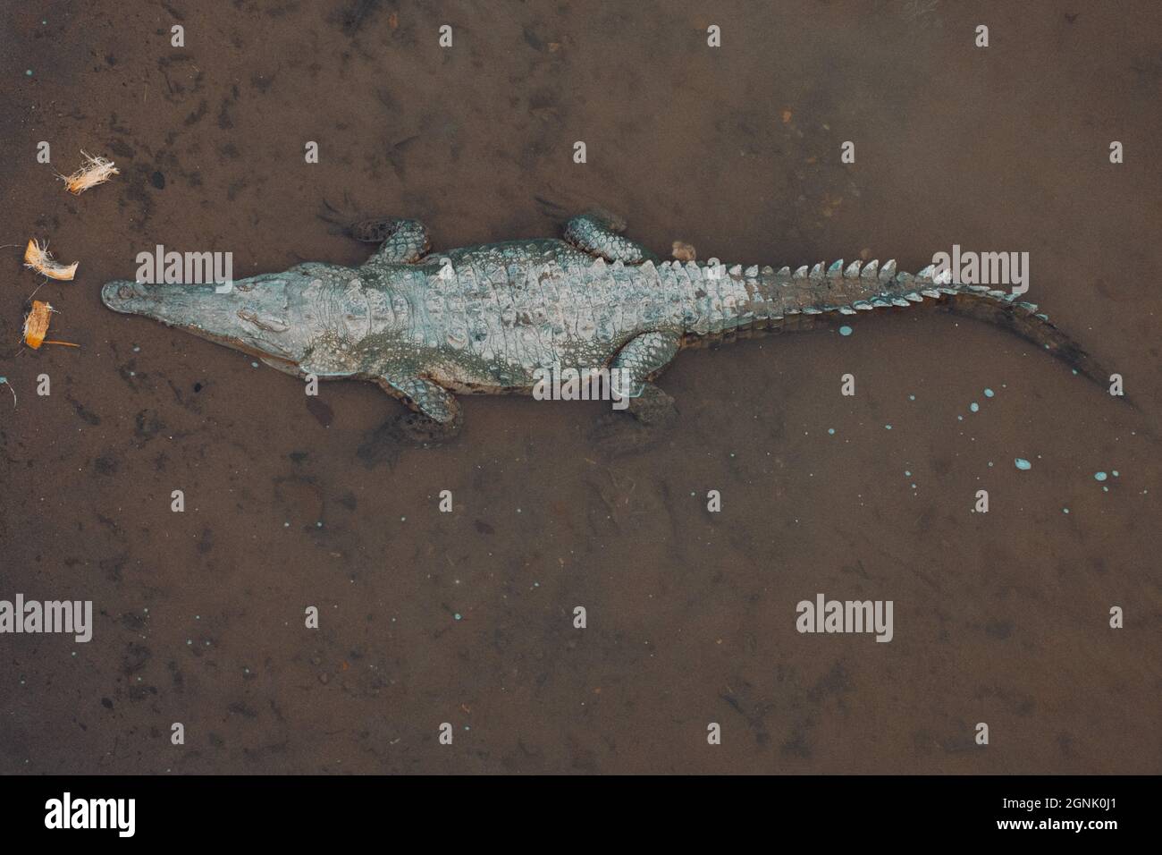 Wildes Krokodil in einem Fluss Stockfoto