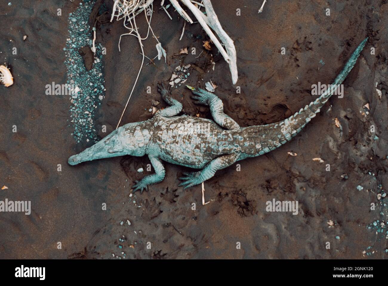 Wildes Krokodil in einem Fluss Stockfoto