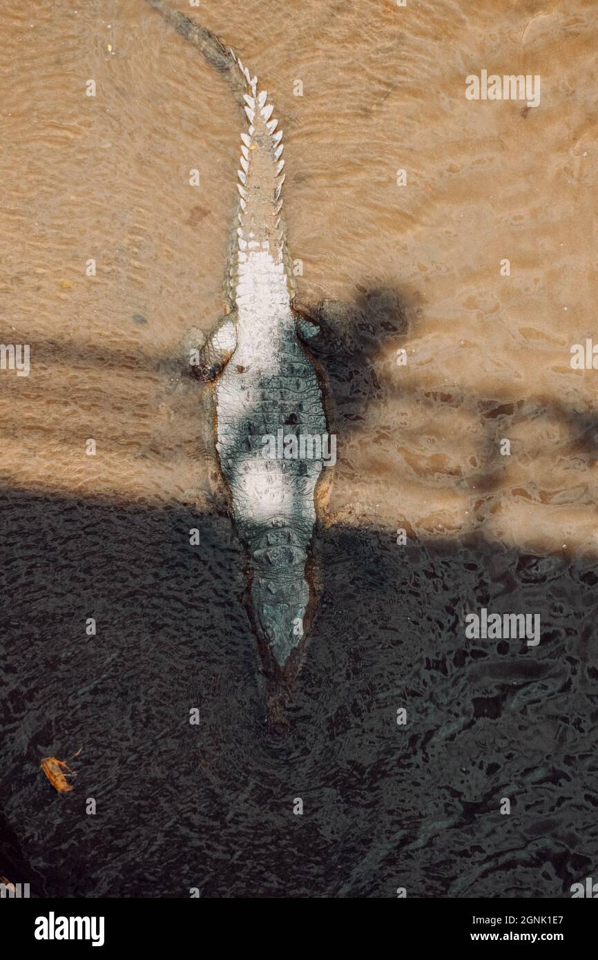 Wildes Krokodil in einem Fluss Stockfoto