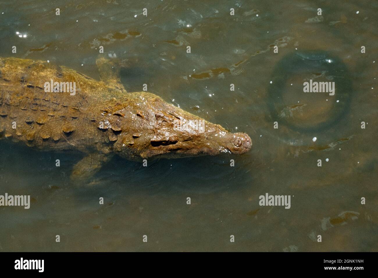 Wildes Krokodil in einem Fluss Stockfoto