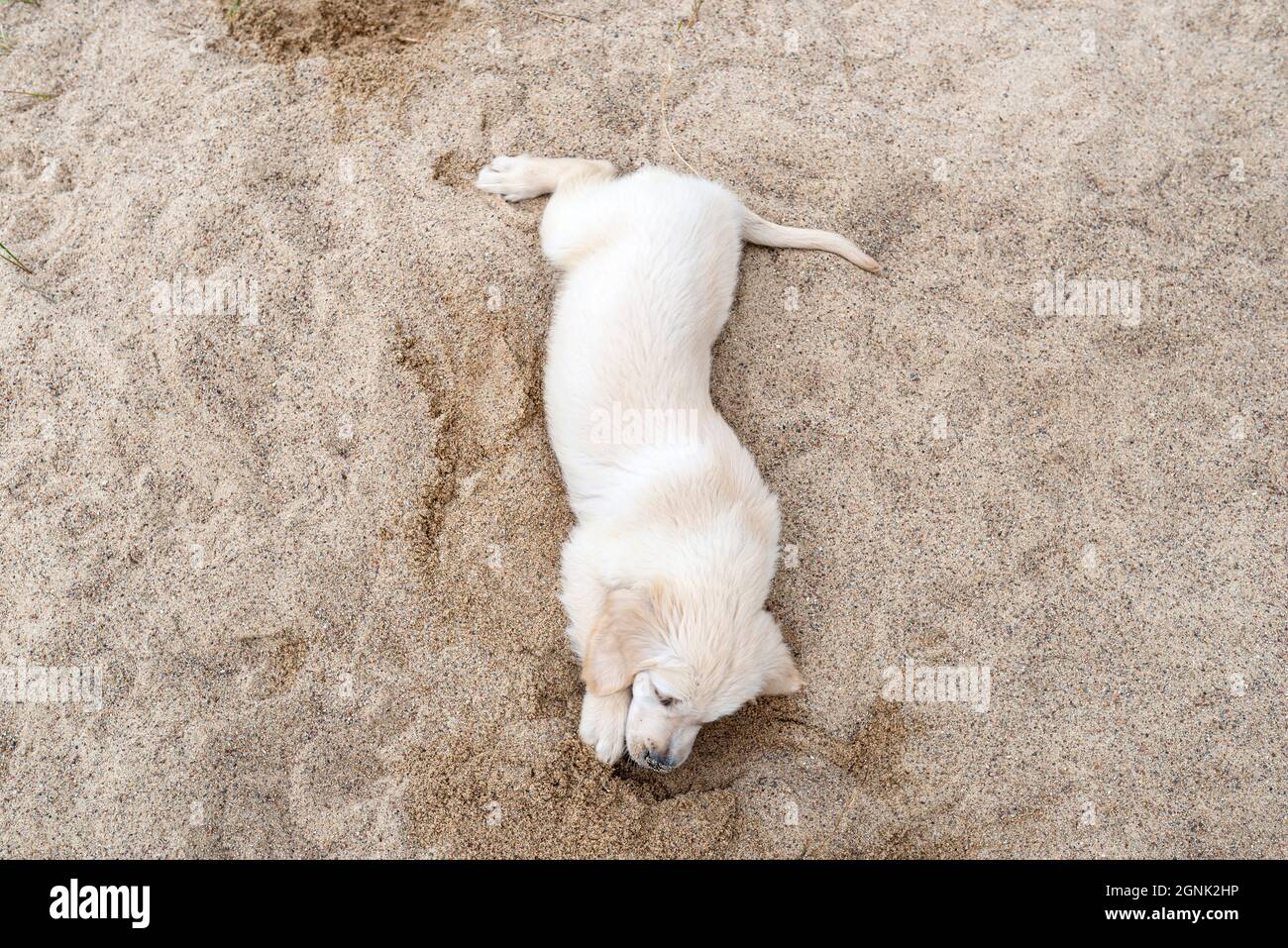 Ein männlicher Golden Retriever Welpe gräbt ein Loch in einen Sandhaufen im Hinterhof. Stockfoto