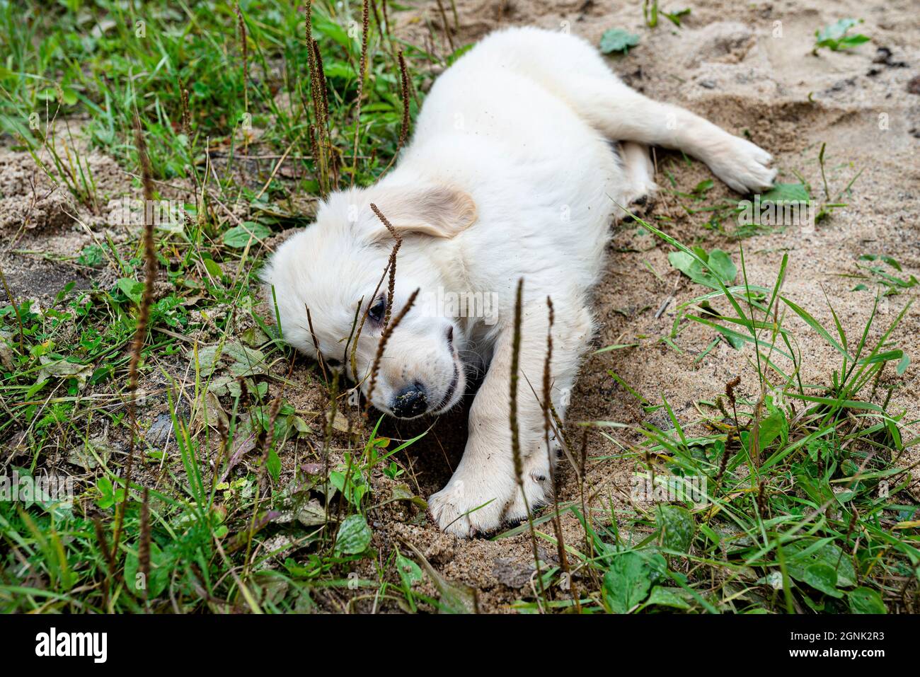 Ein männlicher Golden Retriever Welpe gräbt ein Loch in einen