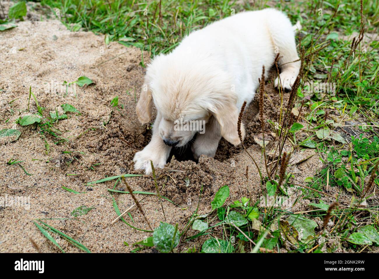 Ein männlicher Golden Retriever Welpe gräbt ein Loch in einen Sandhaufen im Hinterhof. Stockfoto