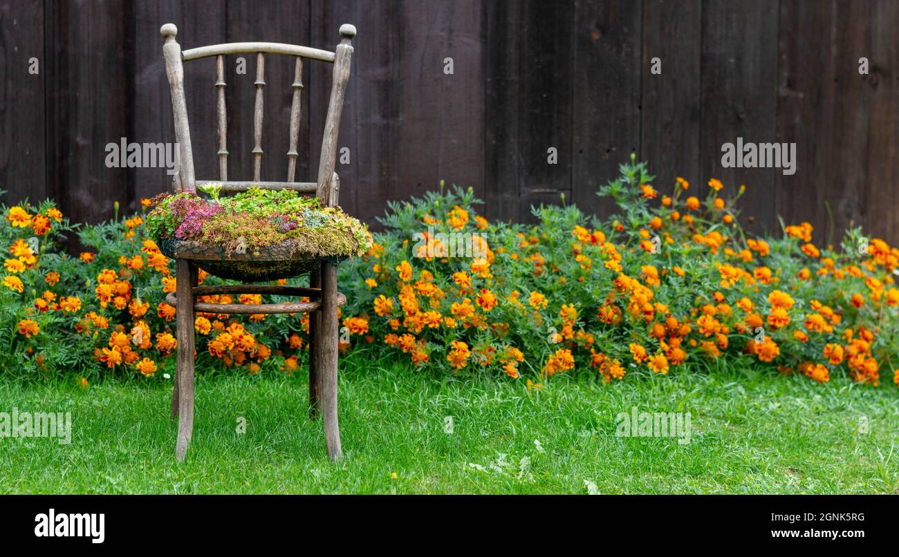 Alte Holzstuhl-Pflanzmaschine. Outdoor Vintage Stuhl recycelt als  Pflanzgefäß verwendet. Stuhl Blumentopf im Garten Stockfotografie - Alamy
