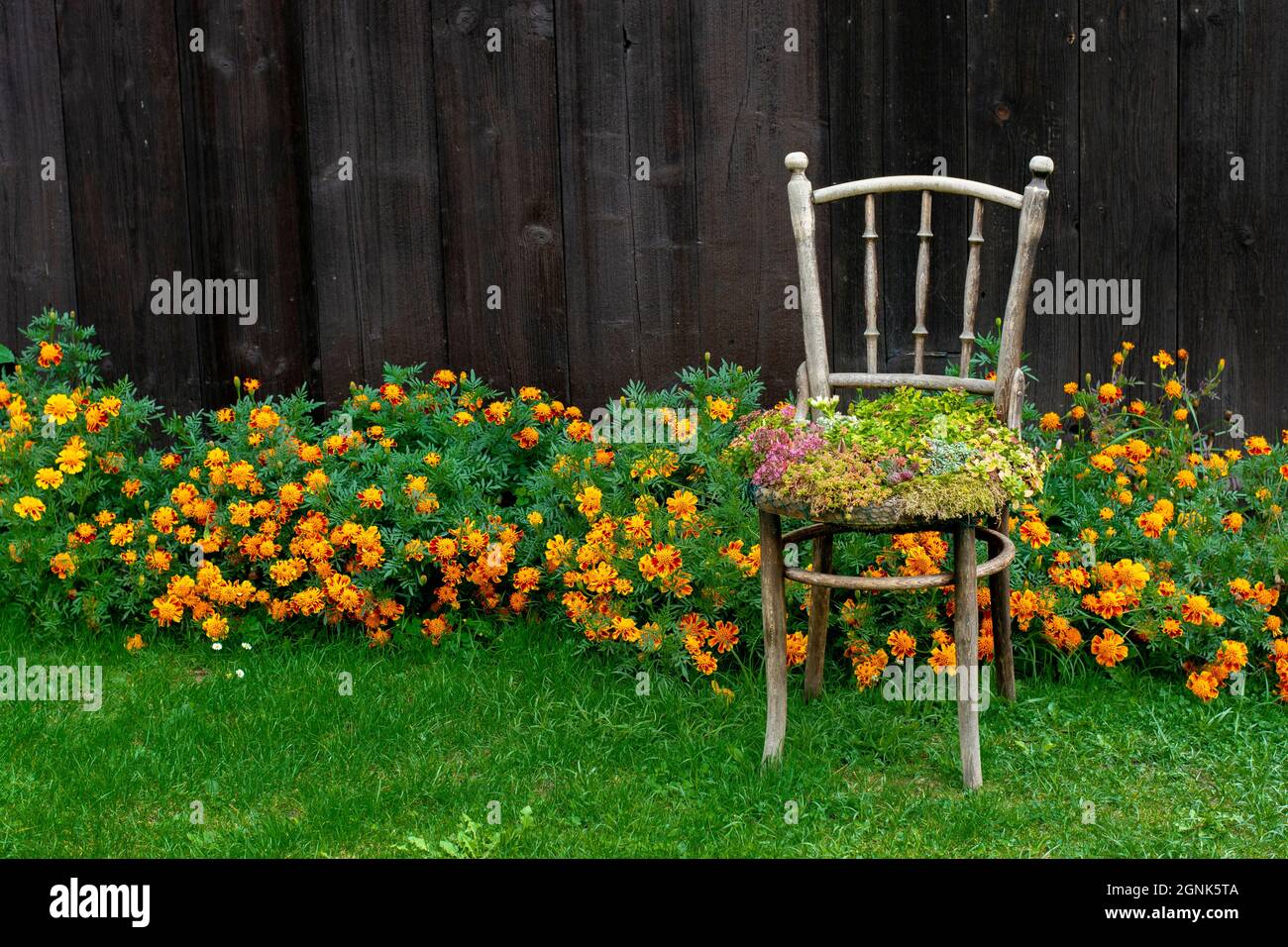 Alte Holzstuhl-Pflanzmaschine. Outdoor Vintage Stuhl recycelt als  Pflanzgefäß verwendet. Stuhl Blumentopf im Garten Stockfotografie - Alamy