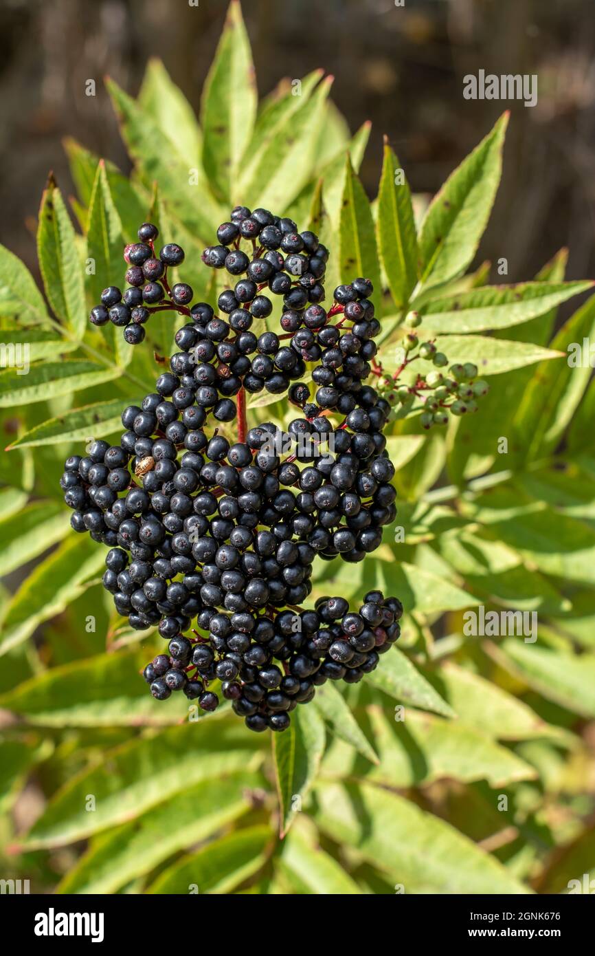 Schwarze Danewort-Früchte (Sambucus ebulus). Die Pflanze ist auch als europäischer Zwergältester, Bluthilder oder Danesblood bekannt. Stockfoto