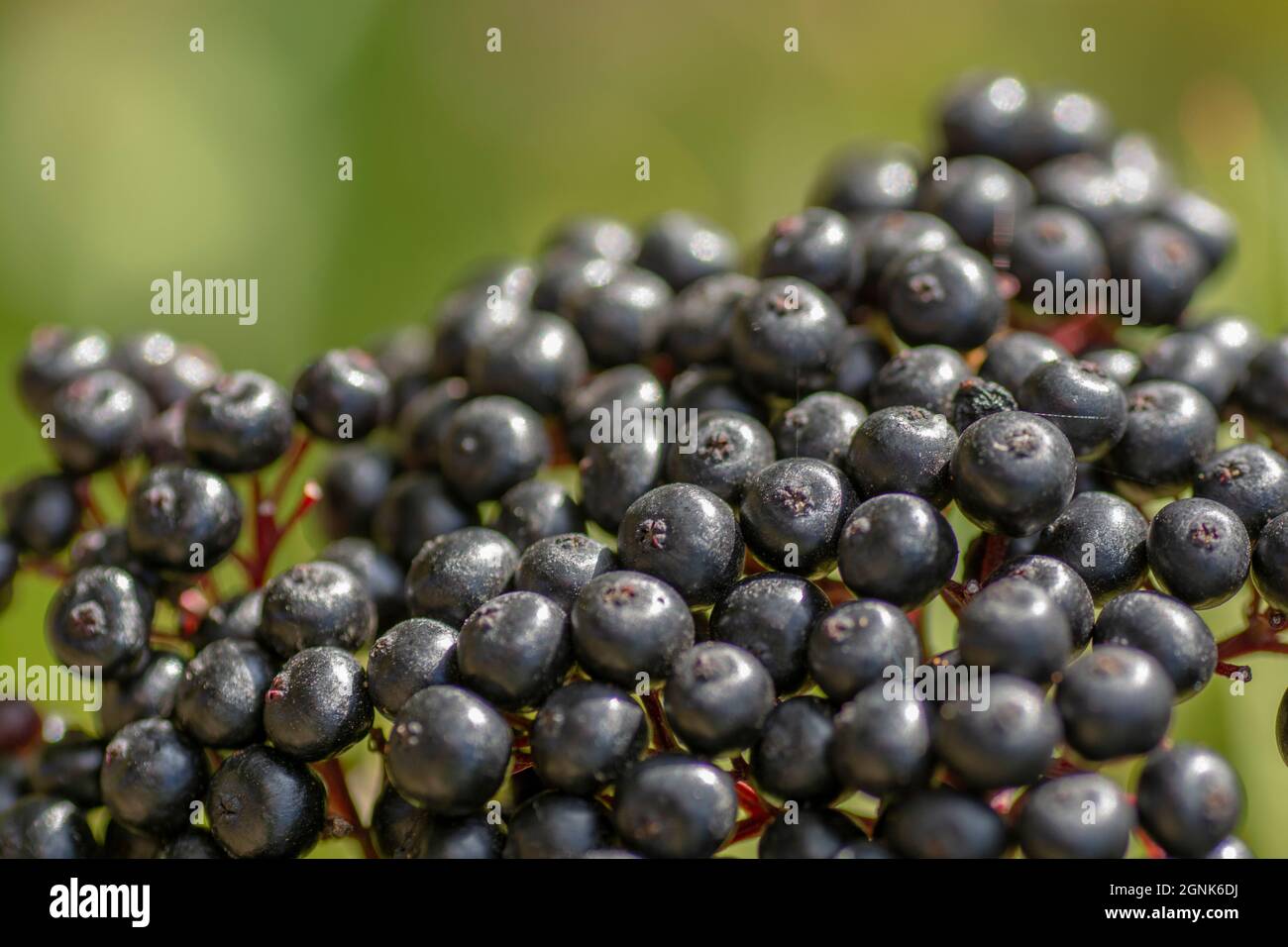 Schwarze Danewort-Früchte (Sambucus ebulus). Die Pflanze ist auch als europäischer Zwergältester, Bluthilder oder Danesblood bekannt. Stockfoto