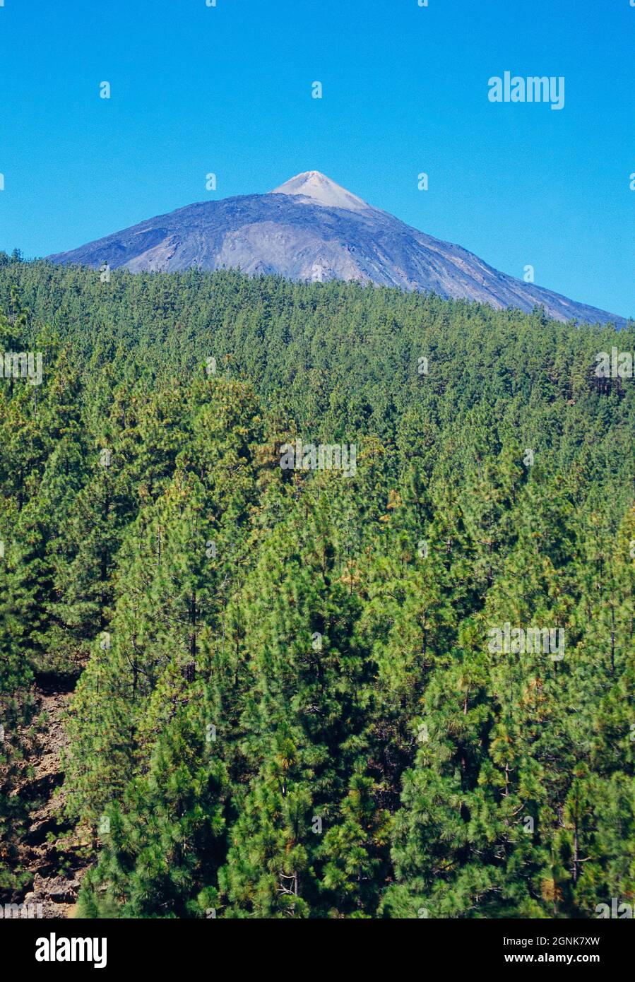 Teide-Gipfel vom Corona Forestal Nature Reserve. Teneriffa, Kanarische Inseln, Spanien. Stockfoto