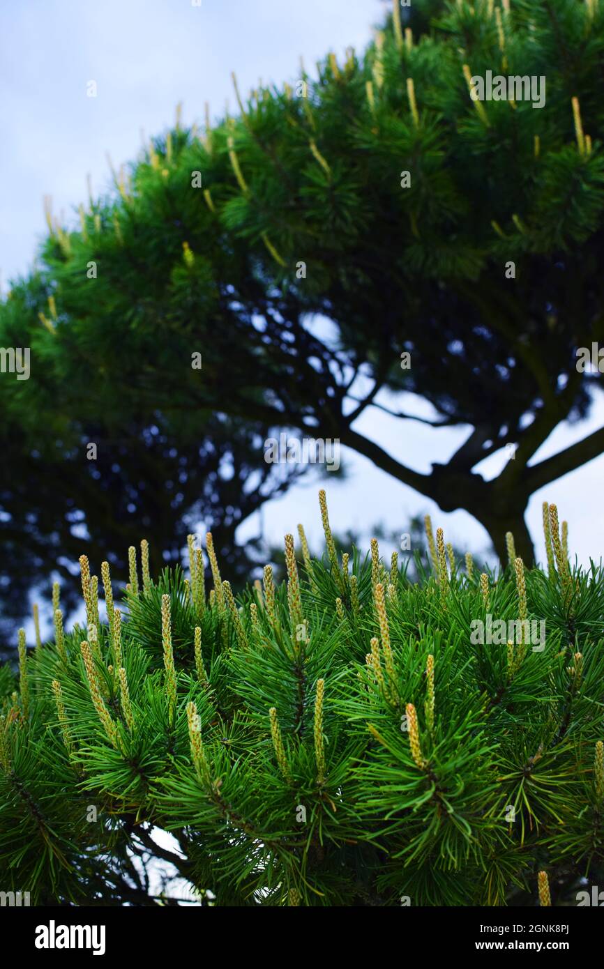 Grüne Kiefer Zweige Nadelbäume Hintergrund Nahaufnahme..Weichzeichnen Stockfoto