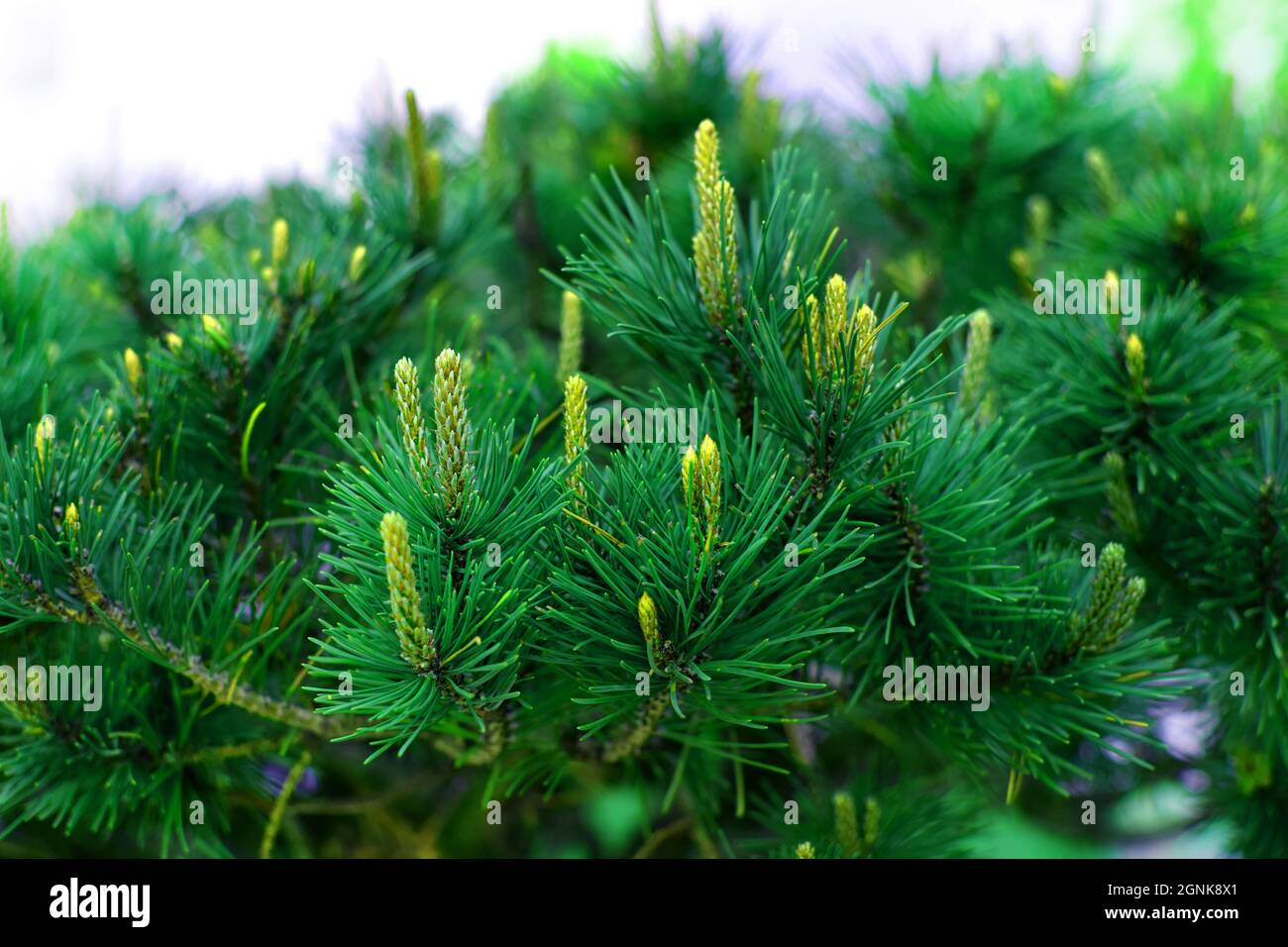 Grüne Kiefer Zweige Nadelbäume Hintergrund Nahaufnahme..Weichzeichnen Stockfoto