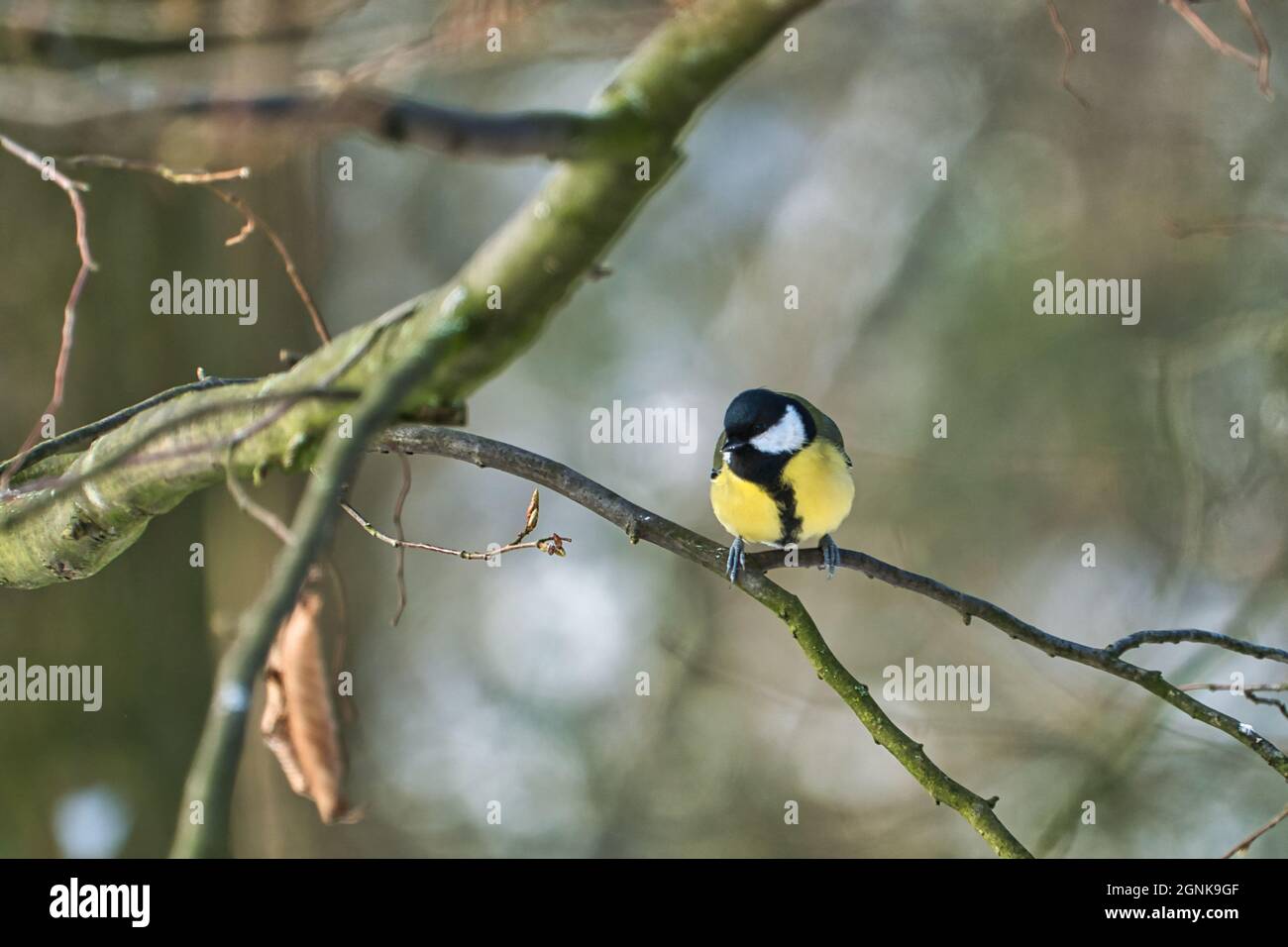 Eine greathungry große Meise in der Wintermeise auf einem Baum an einem kalten und sonnigen Wintertag Stockfoto