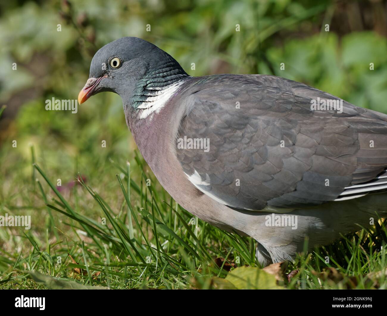 Eine Waldtaube (Columba palumbus), die auf einem Rasen in einem Garten in Wakefield, West Yorkshire, nach Nahrung sucht. Stockfoto