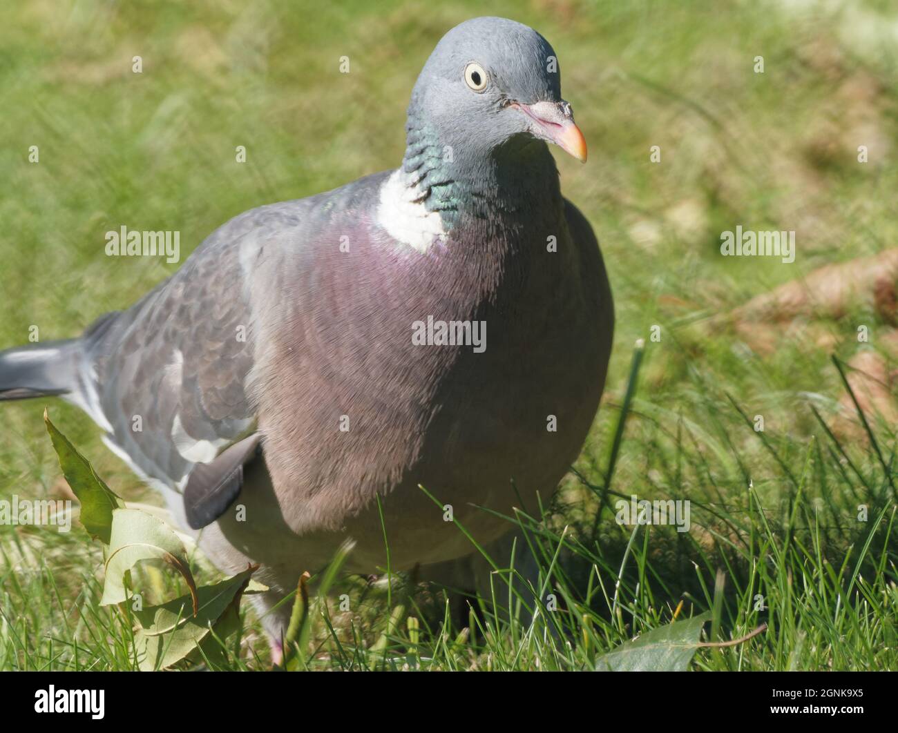 Eine Waldtaube (Columba palumbus), die auf einem Rasen in einem Garten in Wakefield, West Yorkshire, nach Nahrung sucht. Stockfoto