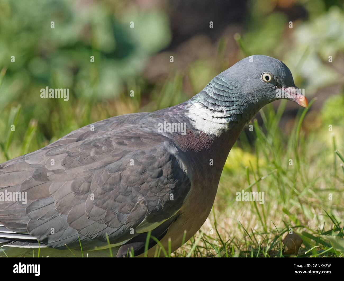 Eine Waldtaube (Columba palumbus), die auf einem Rasen in einem Garten in Wakefield, West Yorkshire, nach Nahrung sucht. Stockfoto