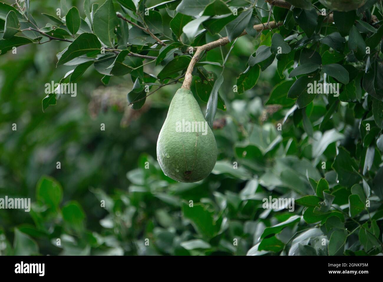 Bael oder Stone Fruit, Aegle marmelos, Satara, Maharashtra, Indien. Sie stammt aus dem indischen Subkontinent und Südostasien Stockfoto