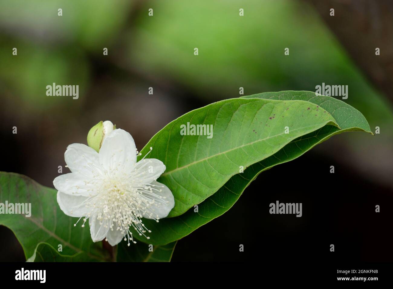 Blume und Blatt von reifen Apfelguavas, Psidium guajava, Satara, Maharashtra, Indien Stockfoto