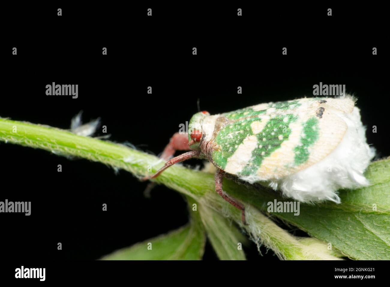 Seitenansicht Weißer gestreifter Baumtrichter, Satara, Maharashtra, Indien Stockfoto