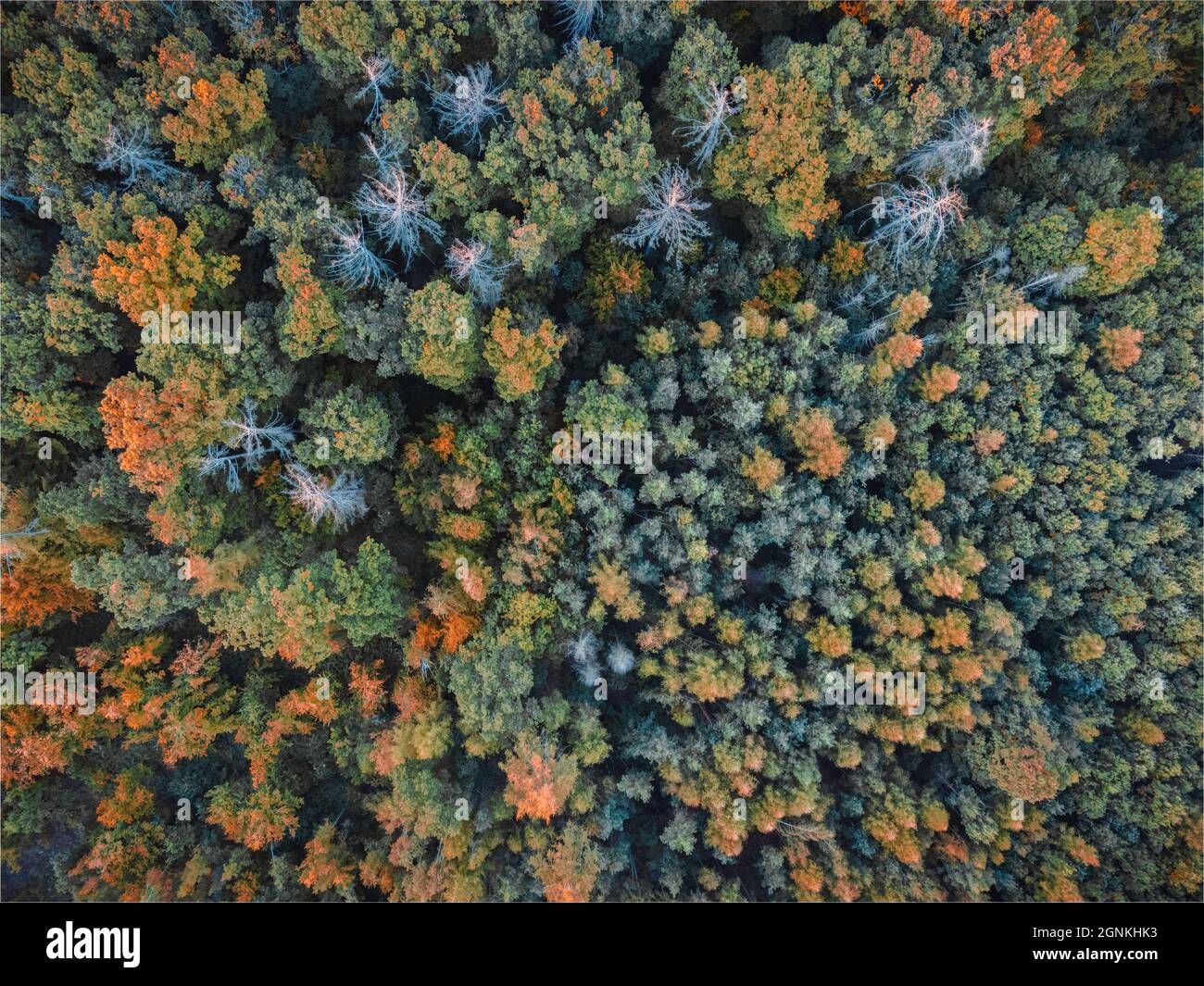 Luftaufnahme senkrecht hinunter zum Wald und den Bäumen. Die Bäume sind in Herbstfarben, eine goldene Uhr, fotografiert von einer Drohne. Mischwald. Stockfoto