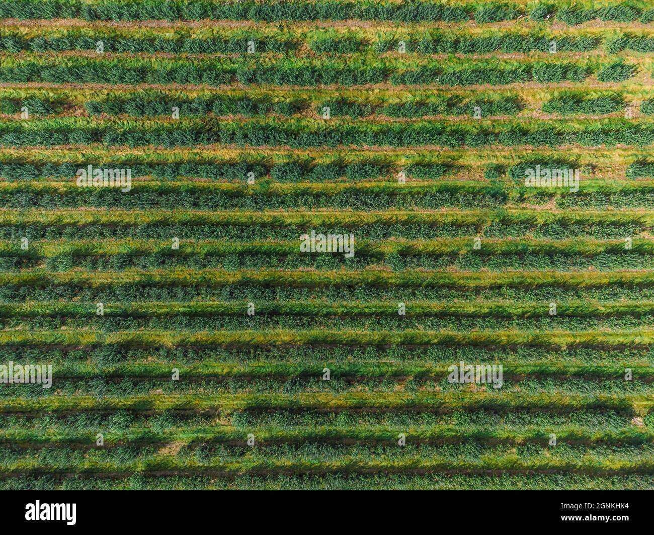 Blick von oben auf Obstgärten mit Apfelbäumen. Schöne regelmäßige Linien von frischen grünen Bäumen von oben. Stockfoto