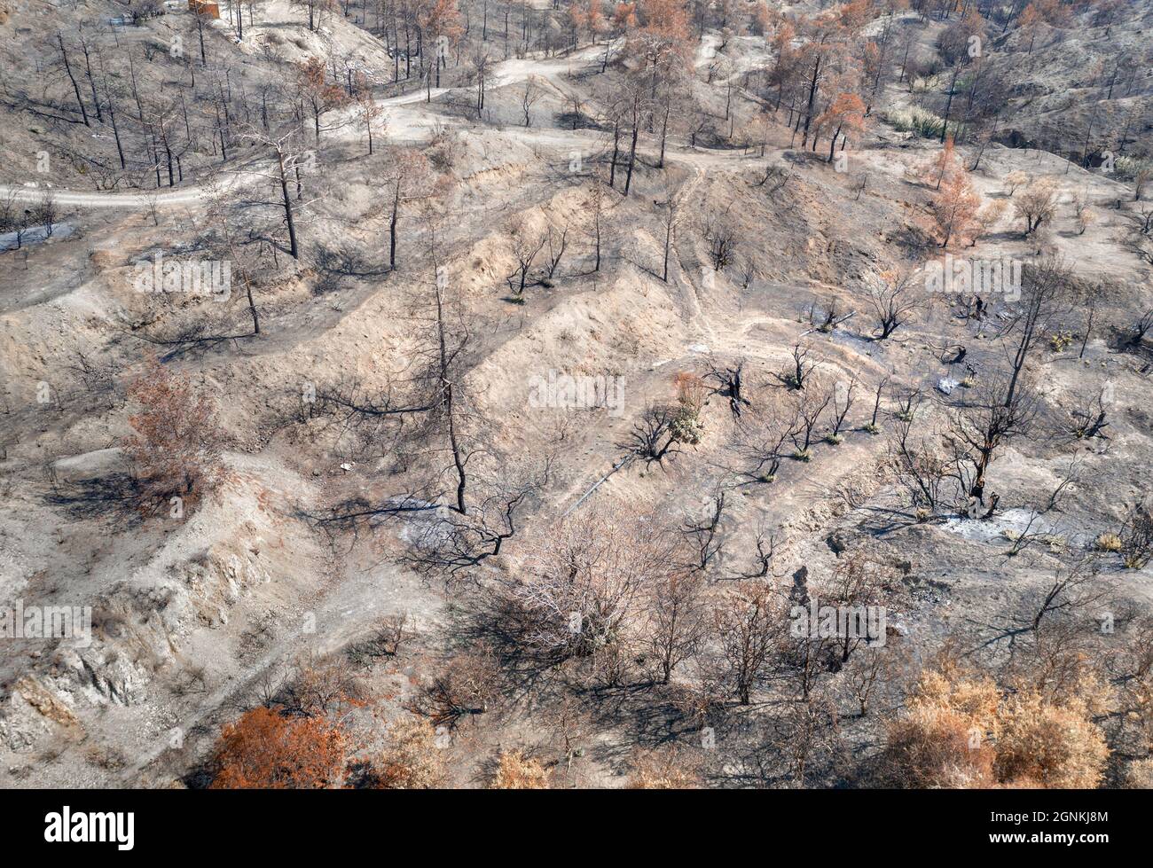Obstgarten durch einen Waldbrand zerstört. Ländliche Gegend, Luftlandschaft mit verbrannten und getrockneten Bäumen Stockfoto