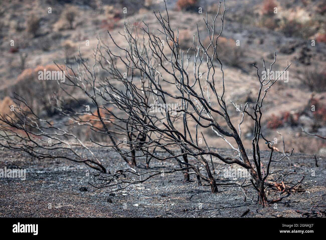 Verbrannte Bäume und Boden, bedeckt mit Asche nach einem Waldbrand in ländlicher Umgebung Stockfoto