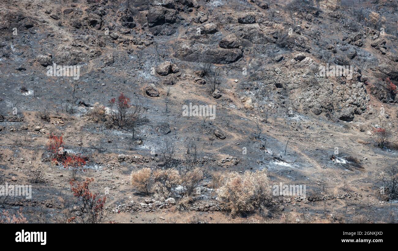 Wald an einem Berghang, der durch ein Waldfeuer zerstört wurde. Verbrannte Bäume und Erde bedeckt von Asche Stockfoto
