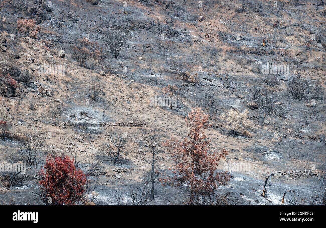Verbrannte und getrocknete Bäume und Boden bedeckt von Asche nach einem Waldbrand in ländlichen Gebieten in Zypern Stockfoto