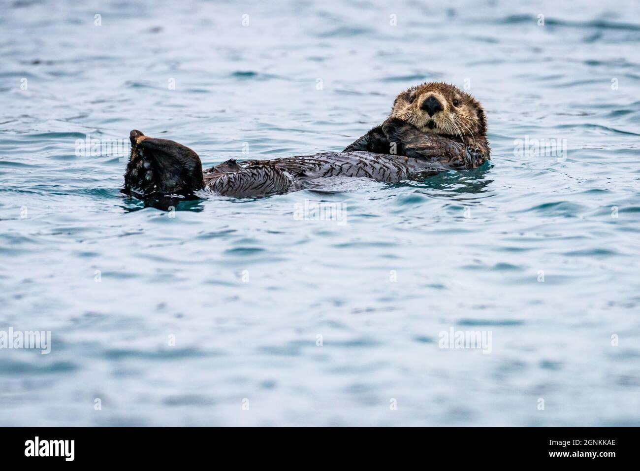 Flussotter (Lontra canadensis) schwimmt im Winter auf dem Rücken in Homer, Alaska Stockfoto