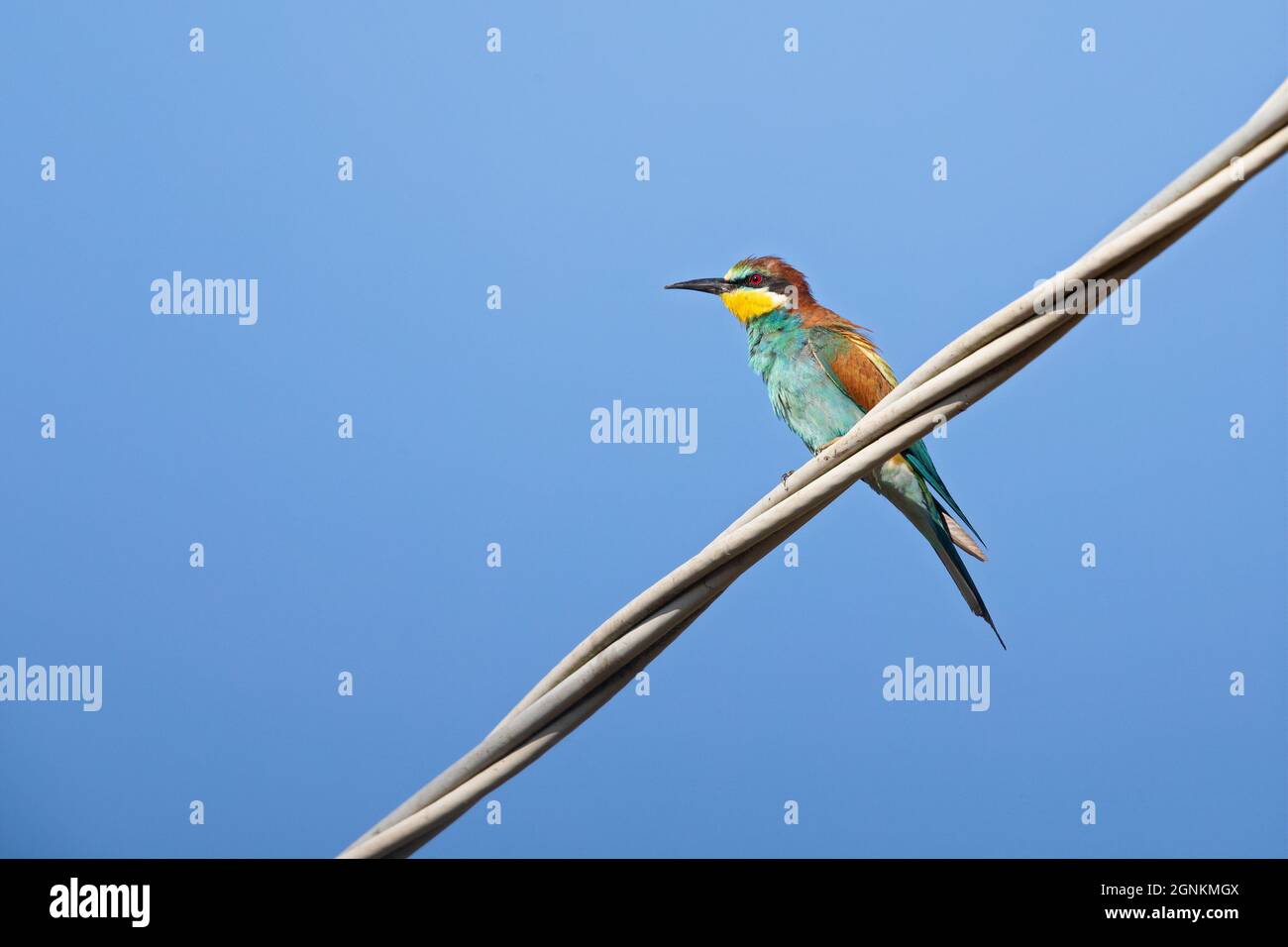 Europäischer Bienenfresser (Merops apiaster), der in einem elektrischen Kabel sitzt. Stockfoto